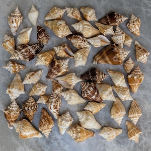 May include: A collection of brown and white seashells with a spiral shape. The shells are arranged in a square pattern on a grey surface.
