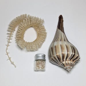 May include: A collection of natural items including a coiled, cream-colored whelk egg casing, a large, pointed, brown and white striped seashell, and a small, clear glass jar with a silver lid containing tiny, light-colored shell fragments.