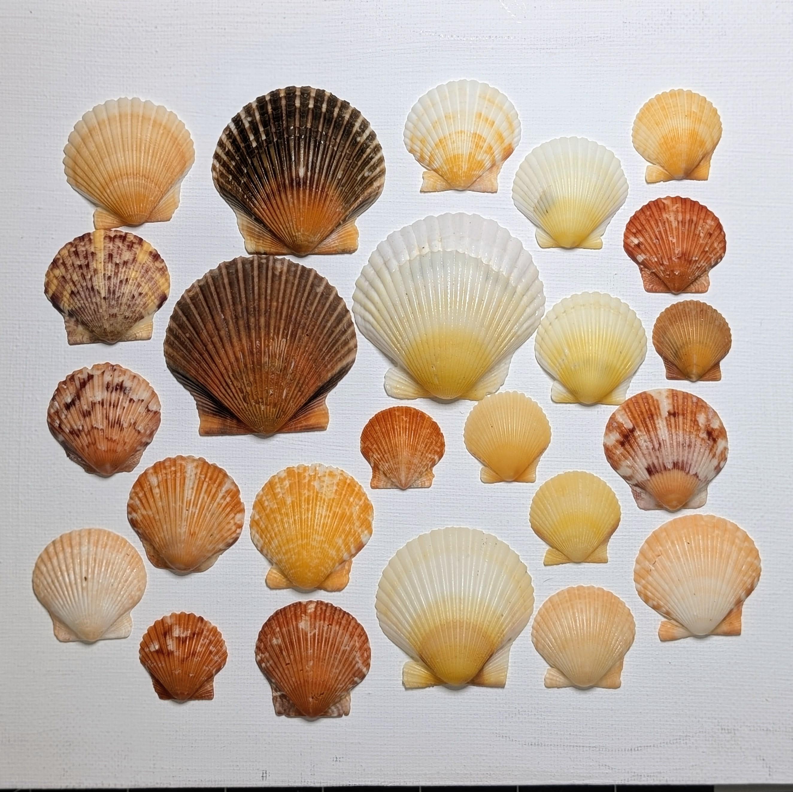 Scallop Shells Orange and Yellow Scallop Shells From the Beaches of Southwest Florida ...