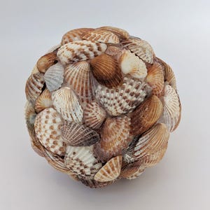 Broad Ribbed Cordita seashells from Florida.