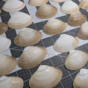 Op de afbeelding: Een verzameling clamschelpen in verschillende tinten beige en bruin, gerangschikt op een grijs en zwart rasteroppervlak. De schelpen hebben een gladde, glanzende textuur en zijn open. De opstelling suggereert een natuurlijk, kustthema.