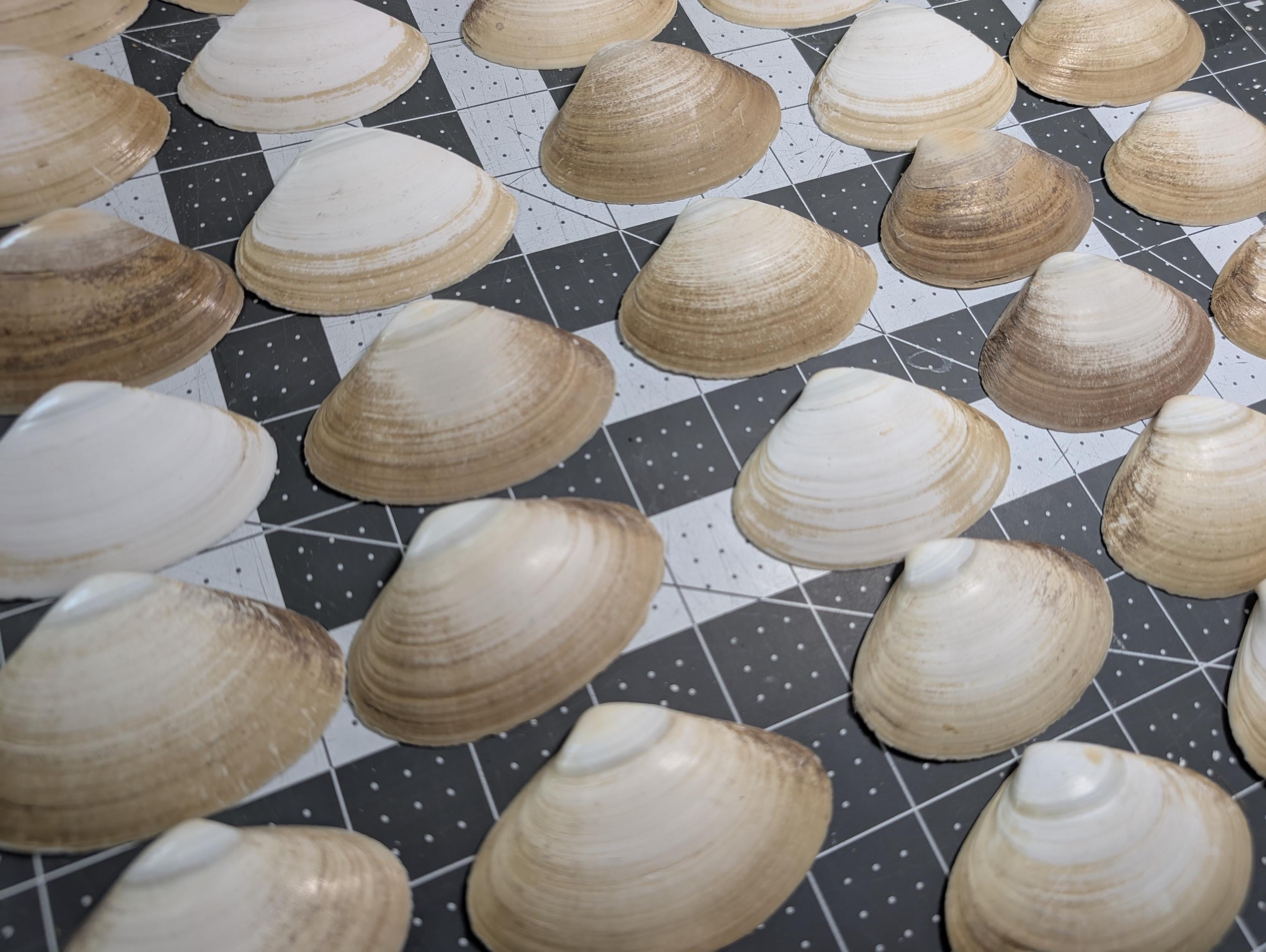 Surf Clam Shells 2