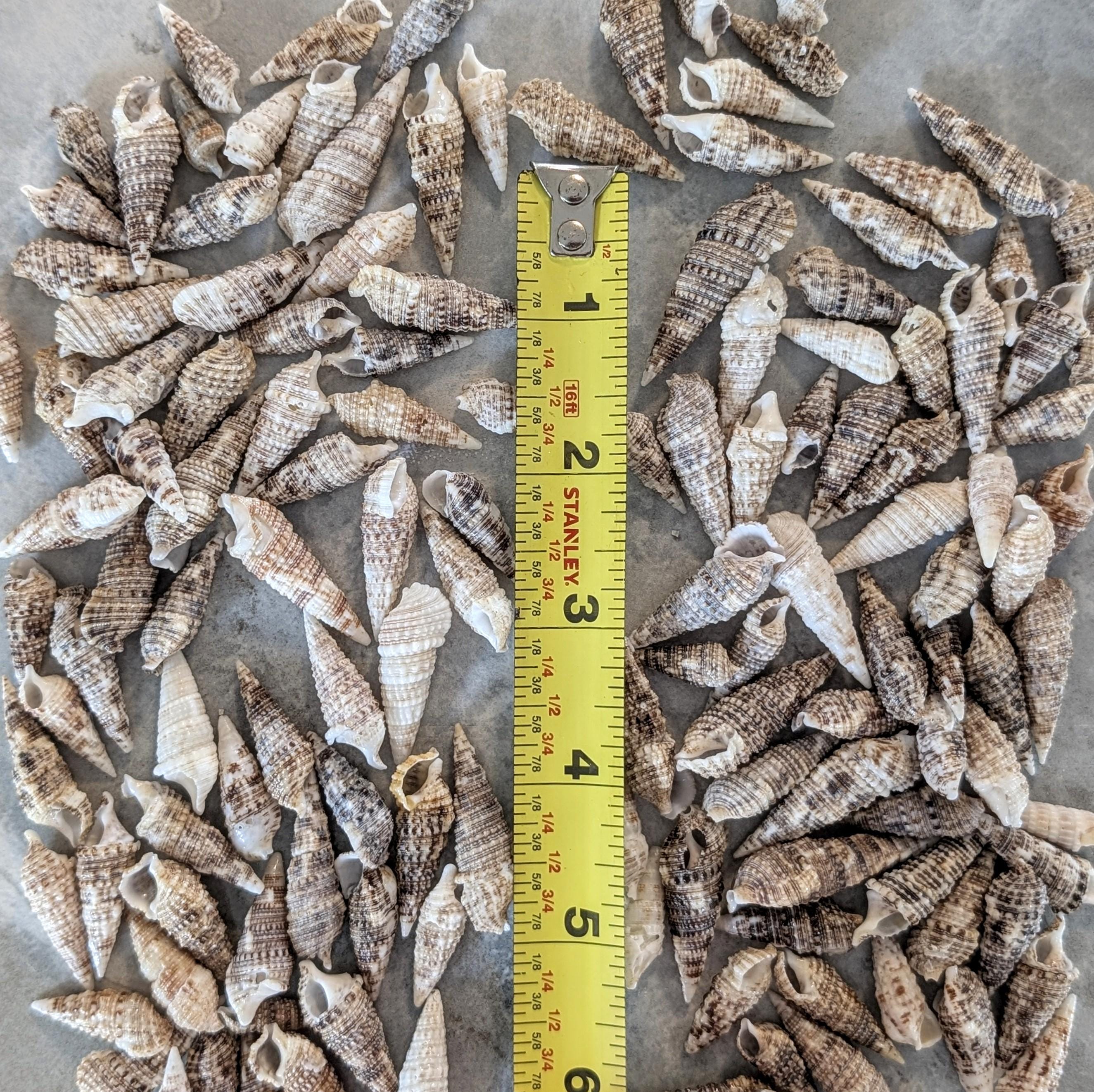 Pointy Nut Shells 100 Cerith Shells, Pointy Craft Shells From Florida Beaches - Etsy