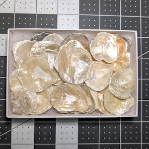Jingle Shells dalla Florida, 35 Extra large.