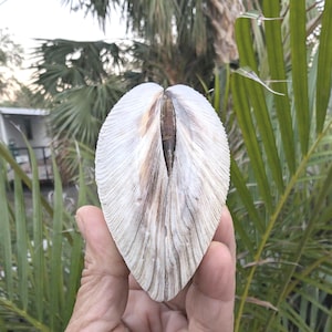 Conchiglie di quahog giganti con cerniera (2) raccolte a mano sulle spiagge della Florida sud-occidentale. In perfette condizioni.