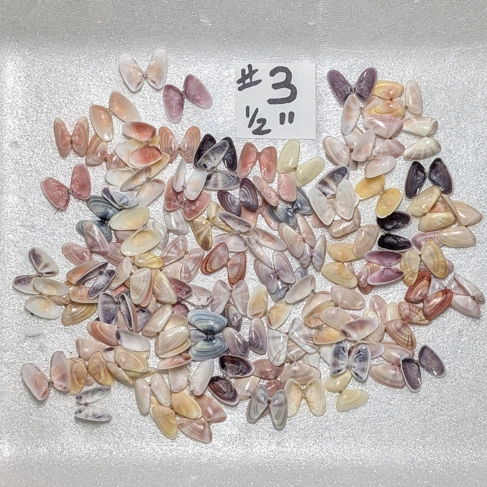 Hinged Coquina Shells. - Etsy