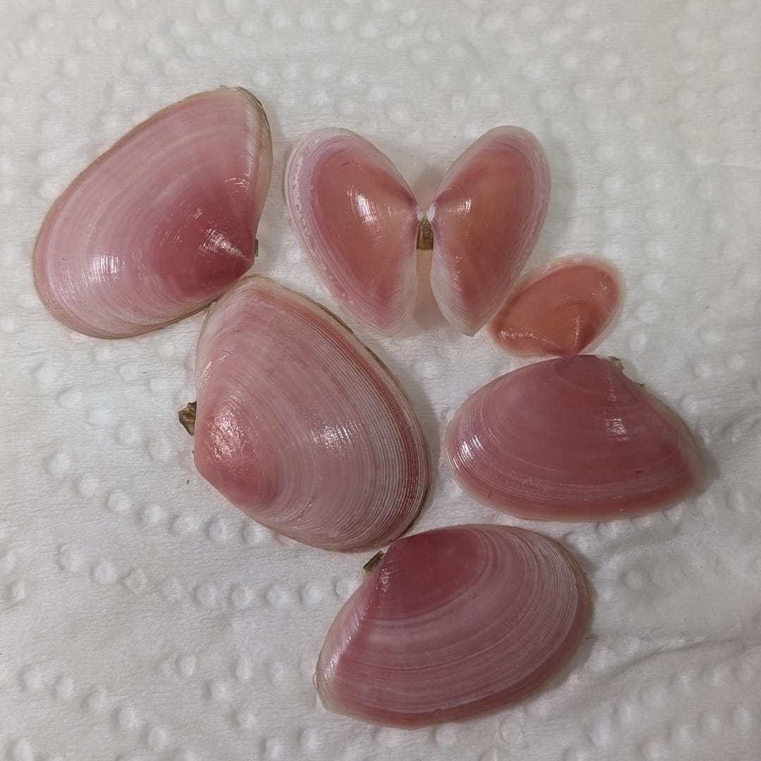 Rose Tellin Shell Rose Petal Tellin Shells. 50 - 100 Shells. Small and Large Sizes. - Etsy