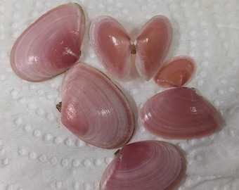 May include: A collection of six pink seashells of varying sizes and shapes. The shells have a smooth, glossy finish and are arranged on a white surface.