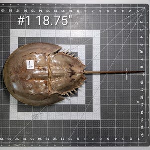 May include: A preserved horseshoe crab, measuring 18.75 inches in length, is displayed on a grid surface. The crab is a muted brown color with a long, pointed tail. The text "#1 18.75" is visible.