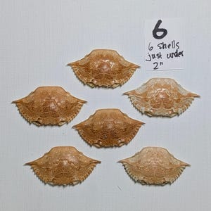 May include: Five tan and brown crab shells with speckled patterns arranged in a cluster. A white paper label is included with the handwritten text 6, 6 shells just under 2 inches. The shells have a wide, pointed shape with serrated edges.