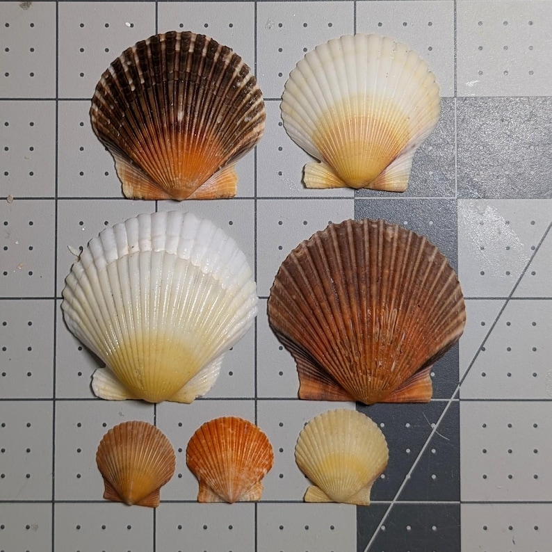 Shells Ridges Yellow Orange and Yellow Scallop Shells From the Beaches of Southwest Florida ...