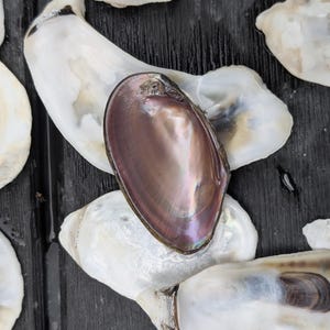 Muschelschalen aus Florida. Innen rosa irisierend.
