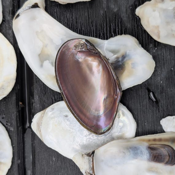 Freshwater Mussel Shells From Florida. Pink Irredescent Inside. - Etsy