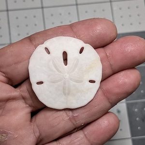 Sand dollars  small 1.5&quot;