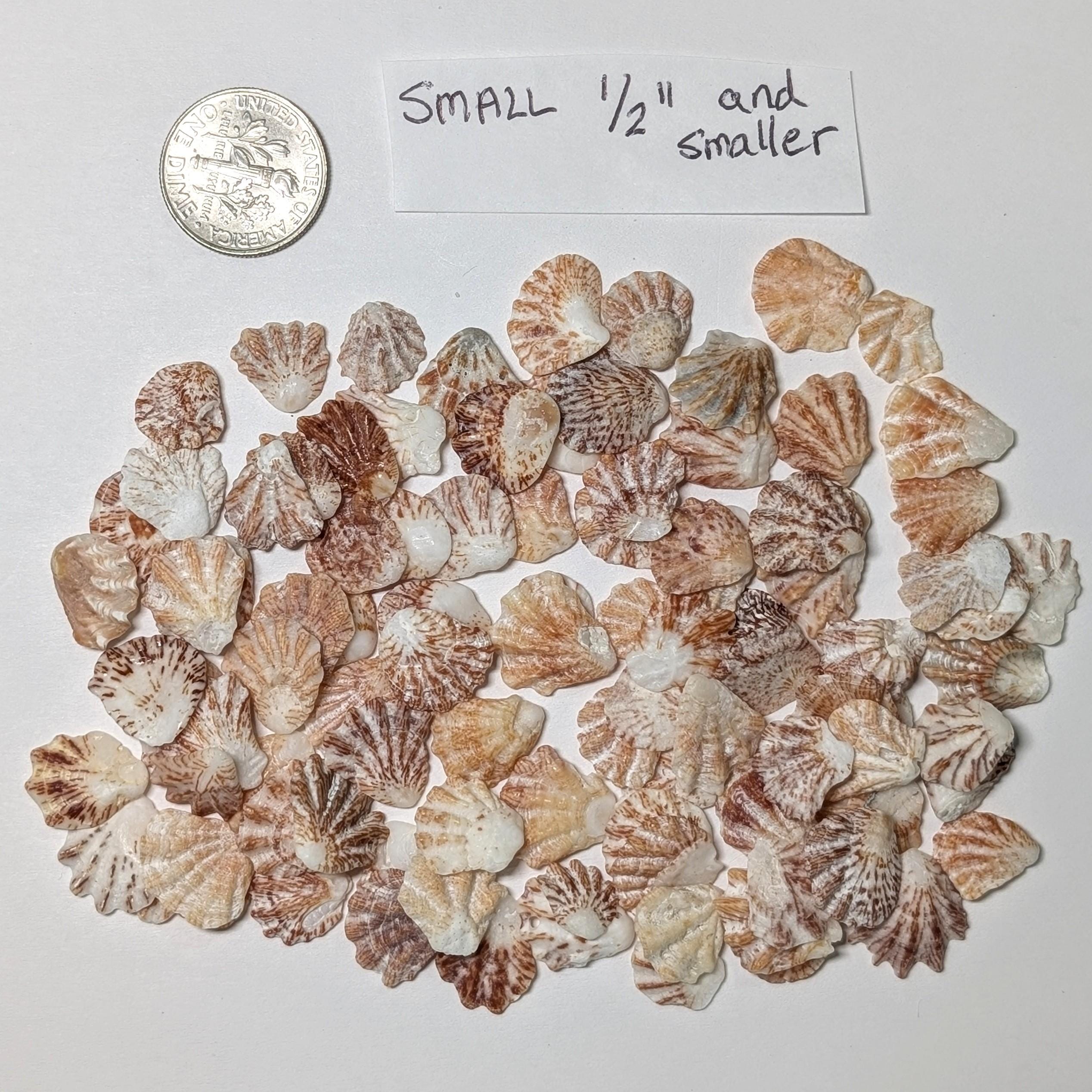 Kitten Paw Shells. Sorted Into Dark and Light. Pick Your Paws. 75 ...