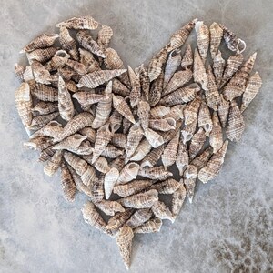 May include: A heart-shaped arrangement of small, brown and white seashells. The shells are all pointed and have a spiral pattern.