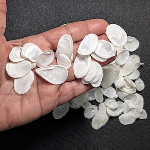 Puede incluir: Un conjunto de pequeñas conchas blancas, cada una con una superficie lisa y nacarada. Las conchas son de varios tamaños y formas, algunas se sostienen en una mano. El fondo es una superficie gris oscuro.