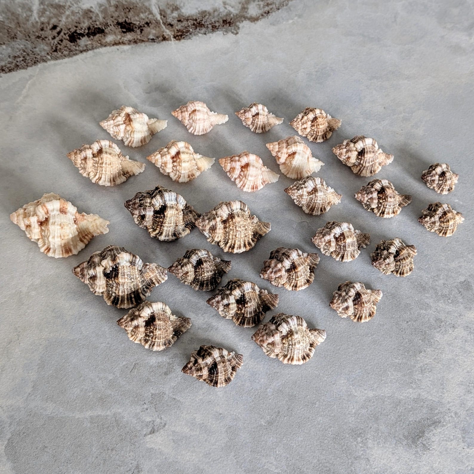 Apple Murex Sea Shells From SW Florida. Beautiful Colors, 30 Shells. - Etsy