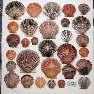 Puede incluir: Una colección de conchas marinas variadas en tonos marrones, naranjas y blancos, dispuestas sobre una superficie blanca. Las conchas varían en tamaño y textura, con crestas y patrones visibles. Una pequeña etiqueta azul con el texto "Lot #2" es visible.