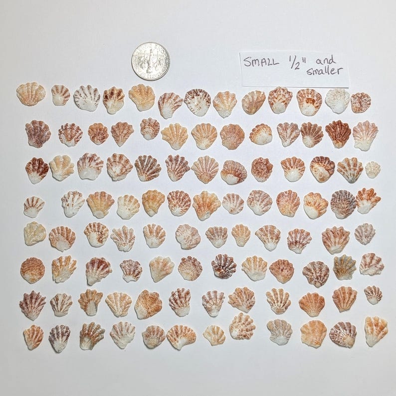 Kitten Paw Shells. Sorted Into Dark and Light. Pick Your Paws. 75 ...