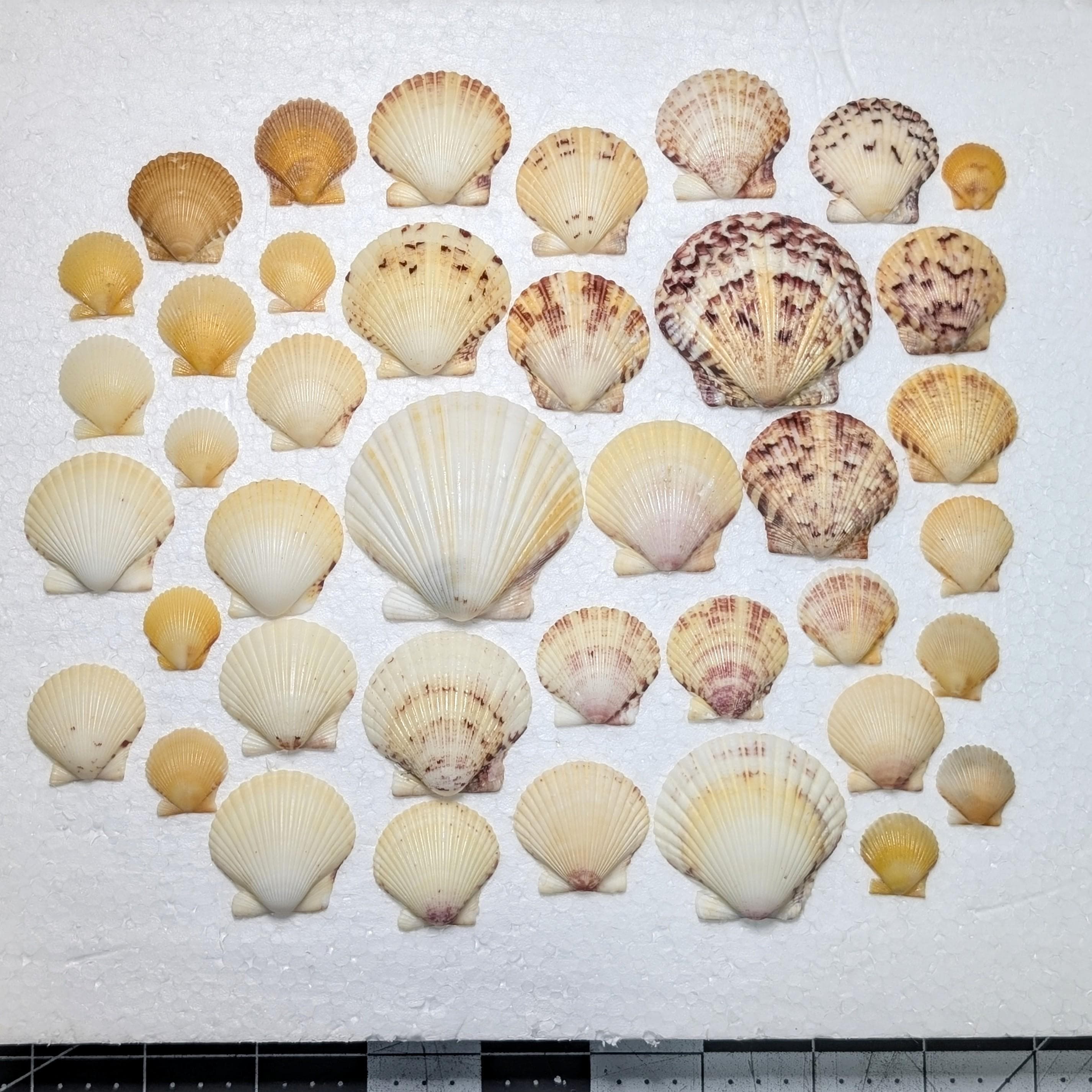 Yellow Scallop Shells From the Beaches of Southwest Florida. 40 Shells ...