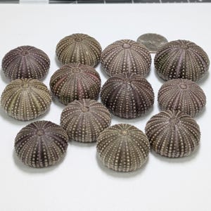 Ricci di mare della Florida.