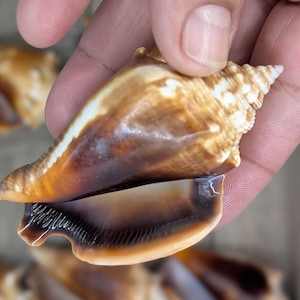 Florida Fighting Conch, 15 Dark brown with full lip/mantle, large.
