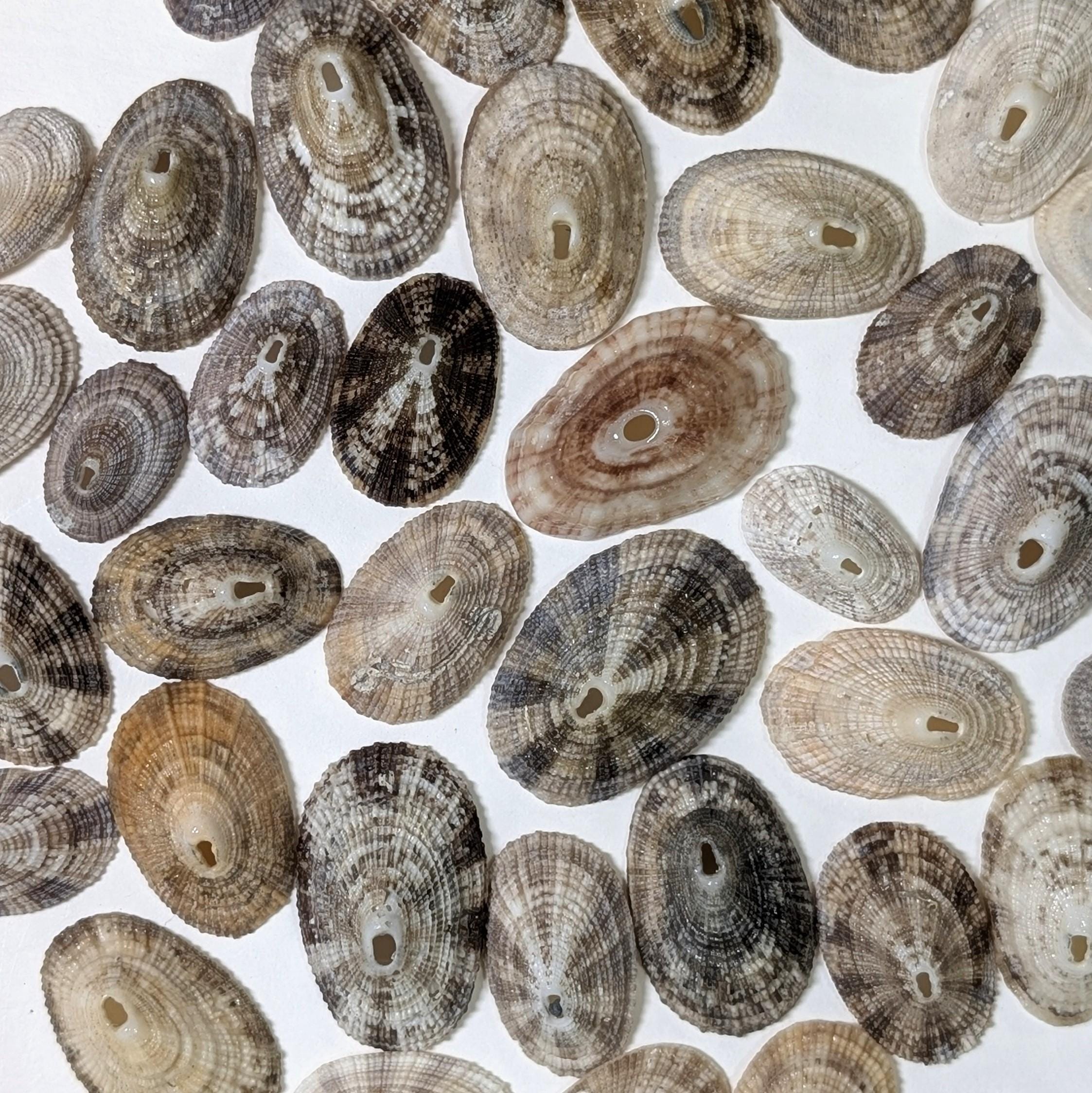 Single Limpet Shell Keyhole Limpet Shells From the Beaches of Southwest Florida. - Etsy