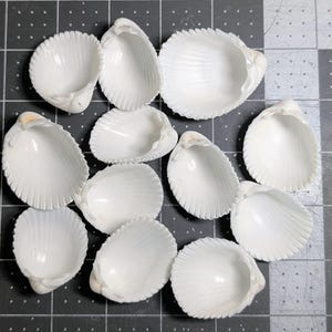 May include: A collection of eleven white, ribbed seashells arranged in a scattered pattern. Each shell features a smooth, concave interior and a textured, scalloped outer edge, displaying natural variations in size and shape.