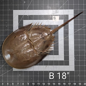 Carapace de limule.  Grand 14" - 18"
