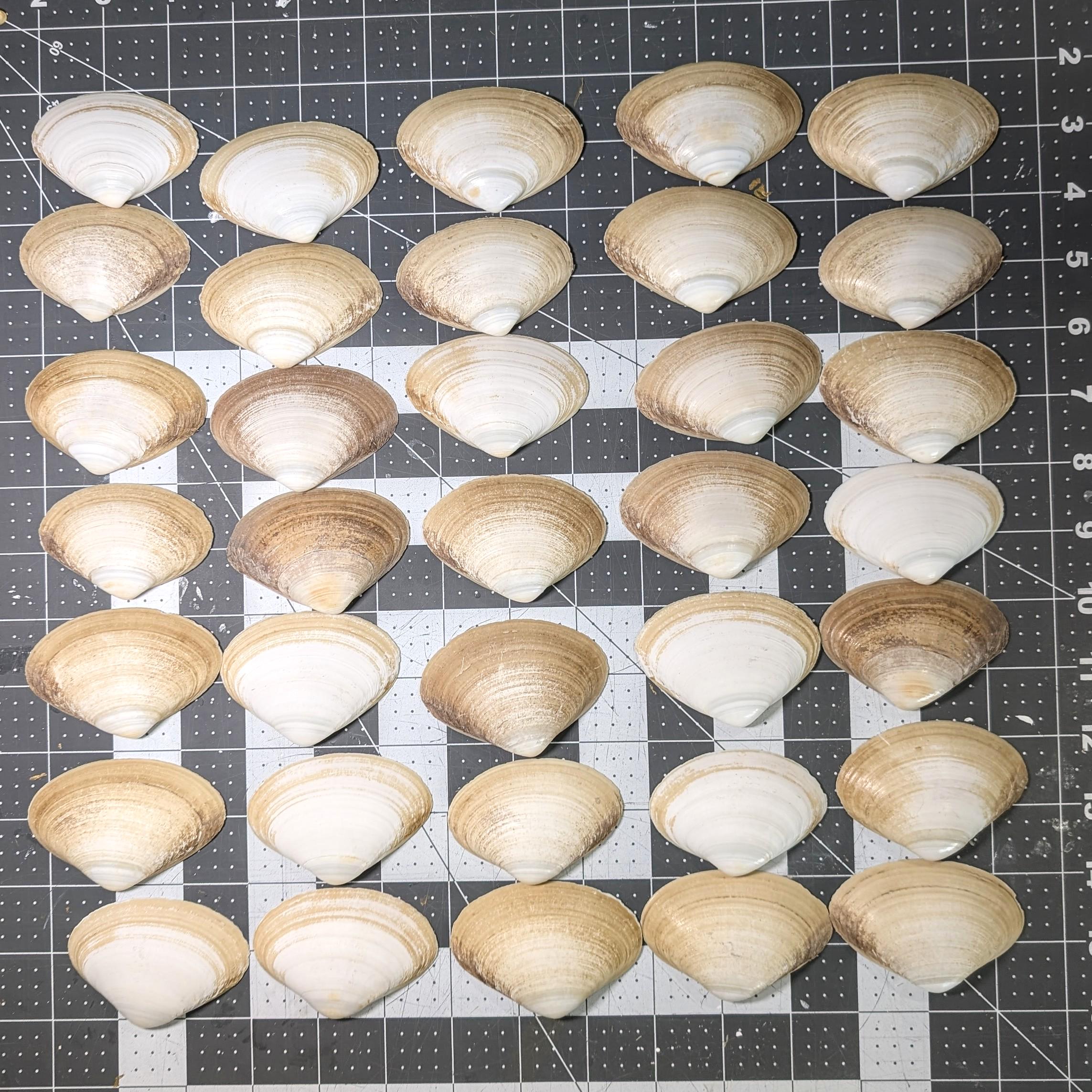 Surf Clam Shells 2