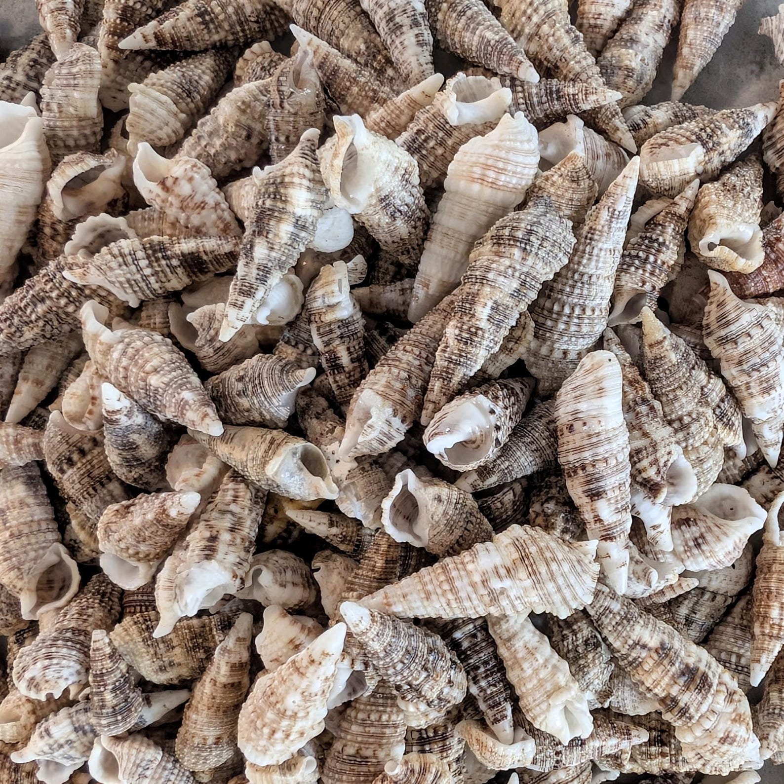 Pointy Nut Shells 100 Cerith Shells, Pointy Craft Shells From Florida Beaches - Etsy