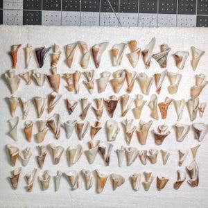 May include: A collection of seashells in various shapes and sizes, arranged on a white surface. The shells display a range of colors, including beige, brown, and hints of purple. Some shells have intricate patterns and textures, creating a natural, coastal theme.