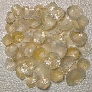 Conchiglie tintinnanti dalla Florida.