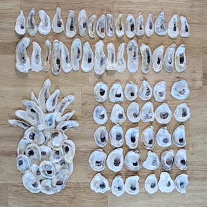 May include: An overhead shot displays a collection of oyster shells arranged on a wooden surface. The shells are primarily white with brown and gray markings. One arrangement forms a pineapple, while others are in neat rows and clusters. The shells vary in size and shape.
