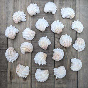 May include: A collection of 18 white seashells arranged in a circle on a wooden surface. The shells are all different shapes and sizes, but they are all white and have a smooth, polished finish.