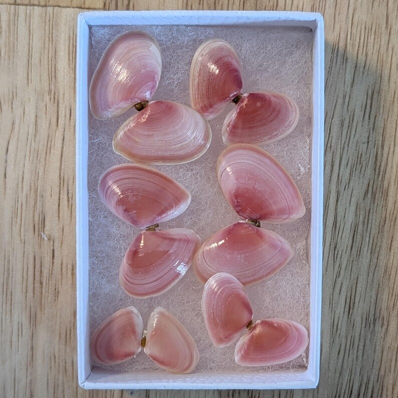 Rose Tellin Shell Rose Petal Tellin Shells. Hinged Pairs. - Etsy