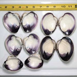 Op de afbeelding: Zeven open quahog-schelpen gerangschikt in paren en één losse schelp, met gladde witte binnenkanten en donkerpaarse randen. Een geel meetlint ligt bovenaan en laat zien dat de schelpen variëren van 5 tot 10 cm in breedte.