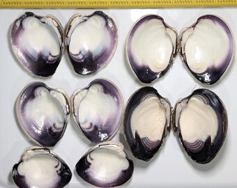May include: Seven open quahog clam shells arranged in pairs and one single shell, featuring smooth white interiors with deep purple edges. A yellow measuring tape is positioned at the top, showing the shells range from 2 to 4 inches in width.