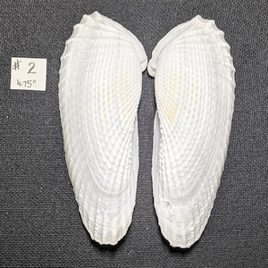 Conchas de ala de ángel, conjuntos naturales. 5"