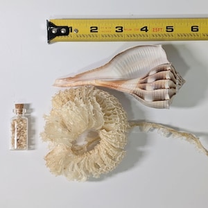 May include: A light brown and white spiral seashell, a circular cream-colored whelk egg casing, and a small glass vial filled with tiny shell fragments. A yellow measuring tape is positioned above the items, showing a length of 6 inches.