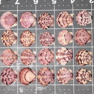 Calico Scallop shells 3/4&quot; - 1&quot; 30 shells, Excellent condition.