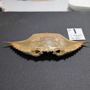 Crab head shells for crafting. Blue crab shell.