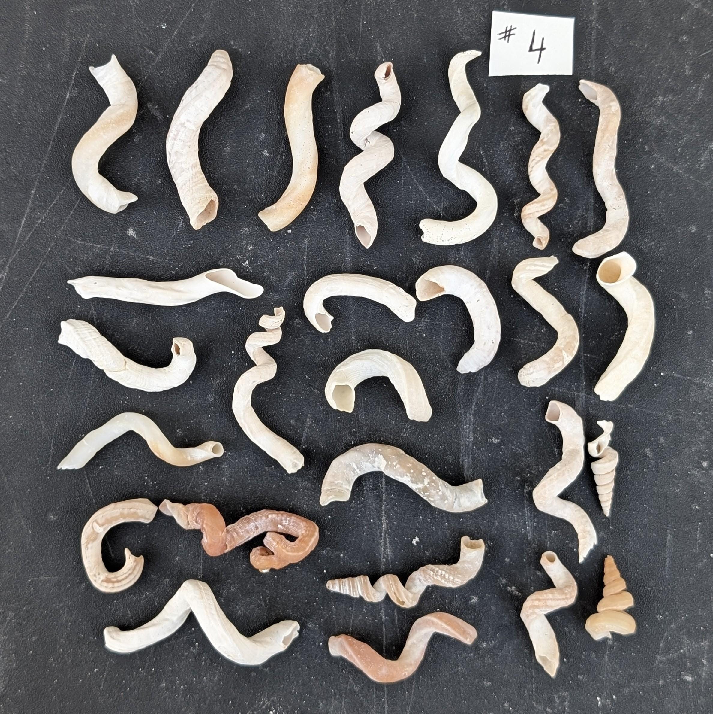 Worm Snail Shells 25 Pieces - Etsy
