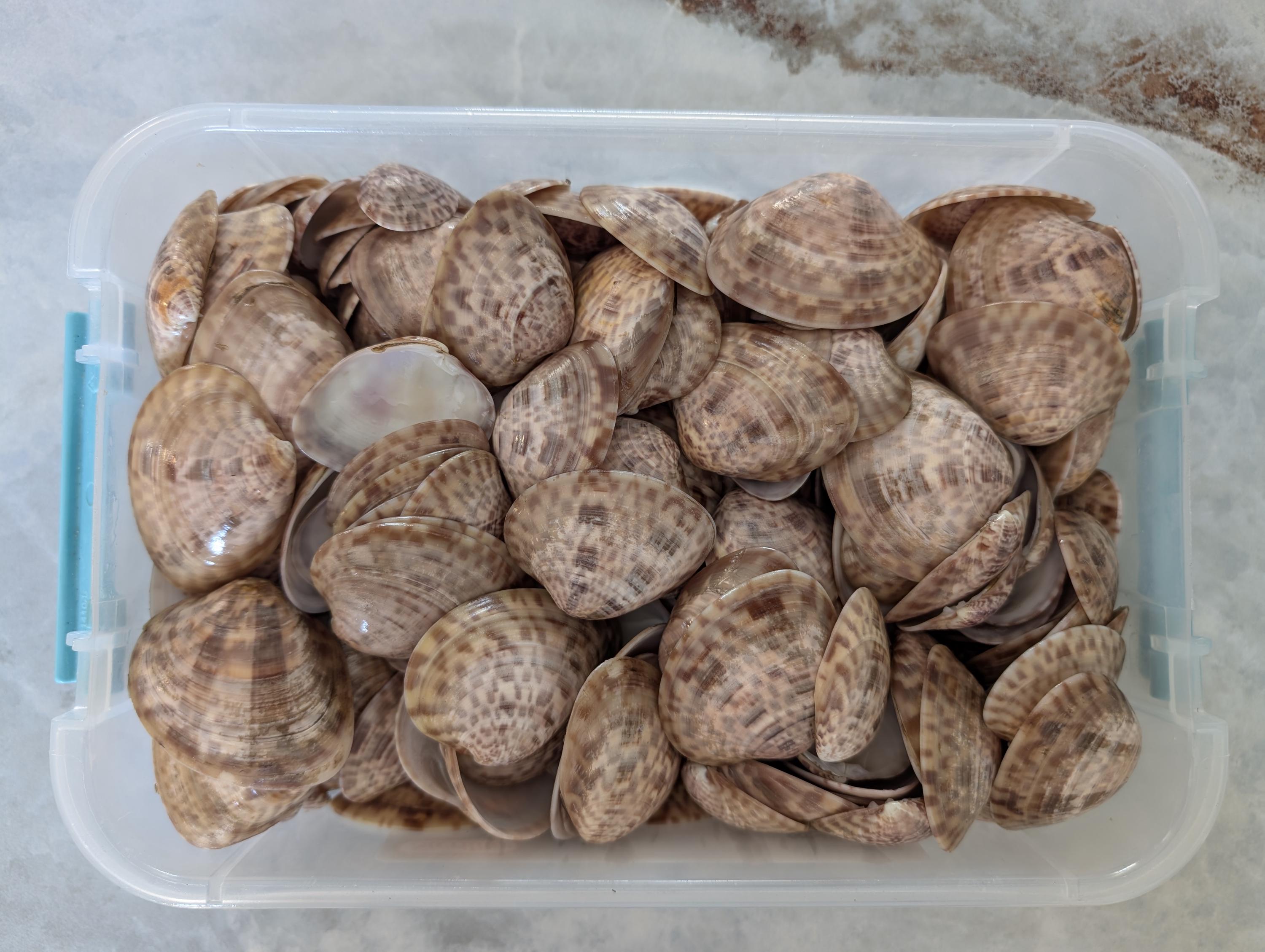 Sanibel Island Calico Clam Shells, 25 Assorted Shells. - Etsy