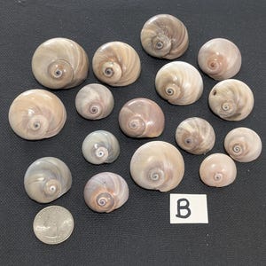 Shark's Eye, moon snail shells.