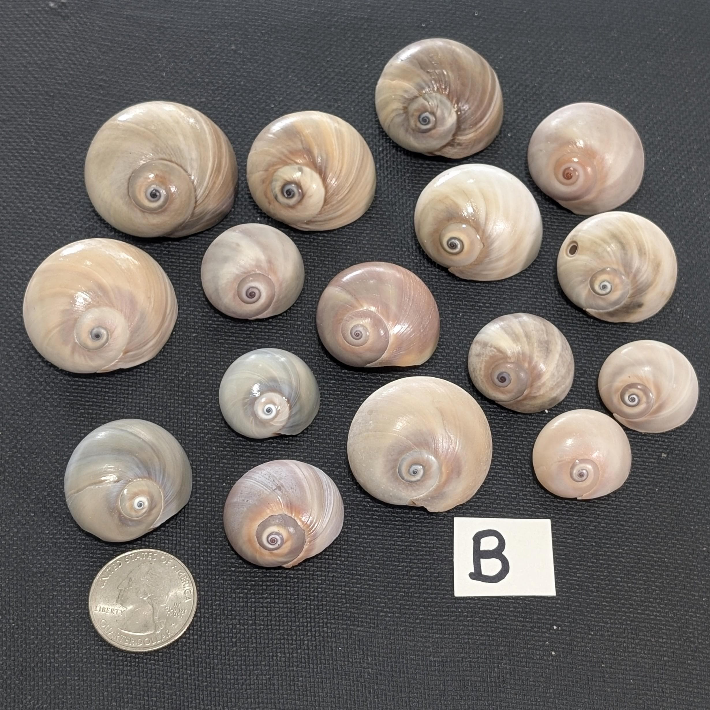 Shar Eye Shell Shark's Eye, Moon Snail Shells. - Etsy
