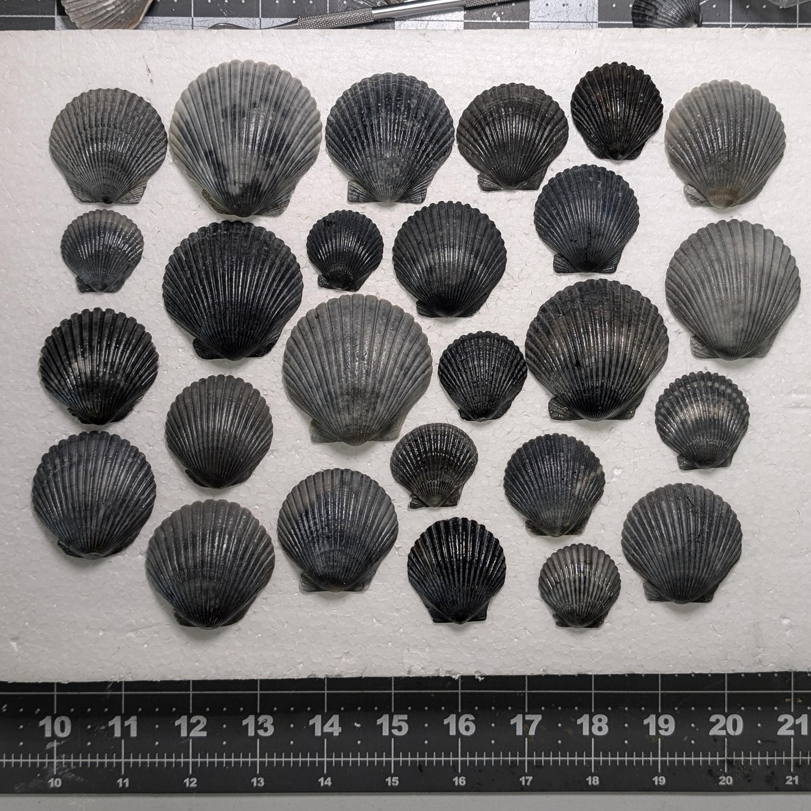 Dark Gray Scallop Shells From the Beaches of Southwest Florida (26 Pcs ...