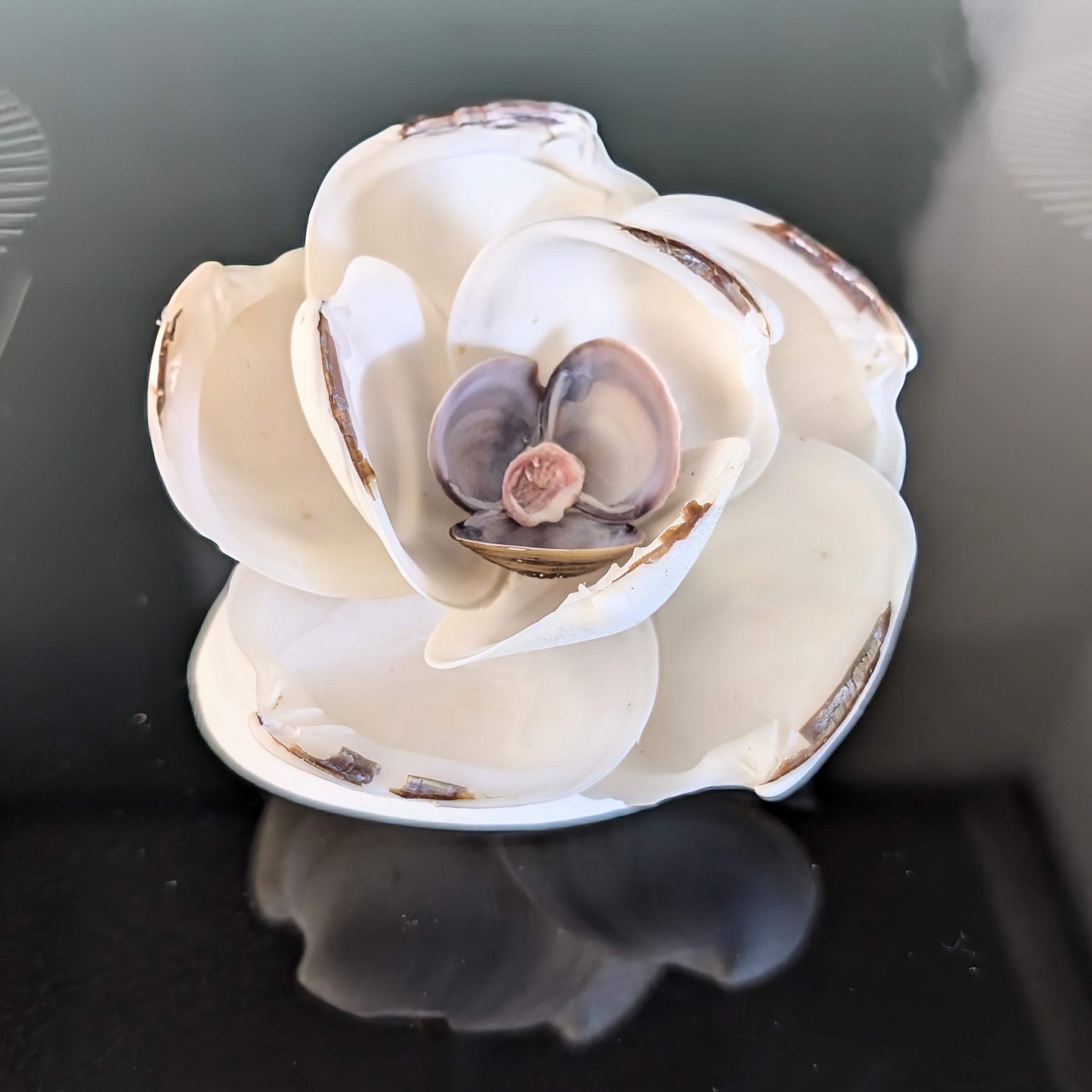Dosinia Shell Flower: Coastal Decor With Quahog Shell Base - Etsy