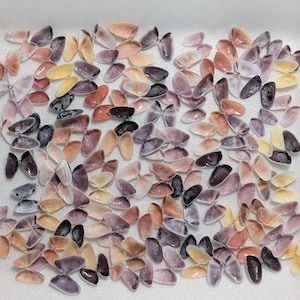 May include: A collection of numerous small, open bivalve seashells scattered across a surface. The shells display a variety of natural colors, including shades of purple, lavender, soft pink, cream, and light orange, with smooth, curved interiors.